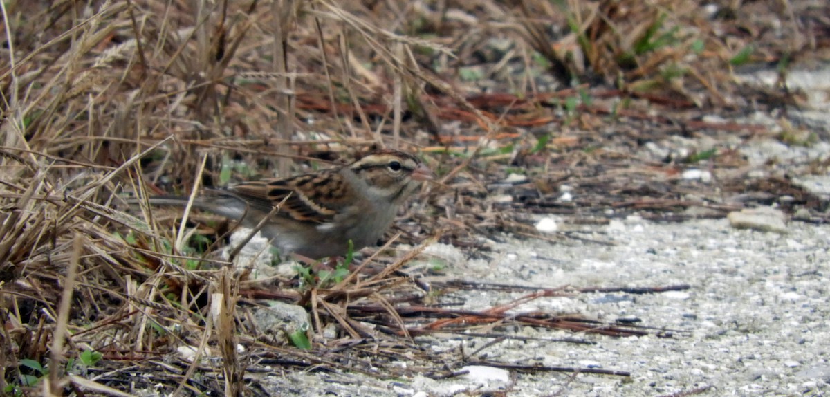 Chipping Sparrow - ML132130201