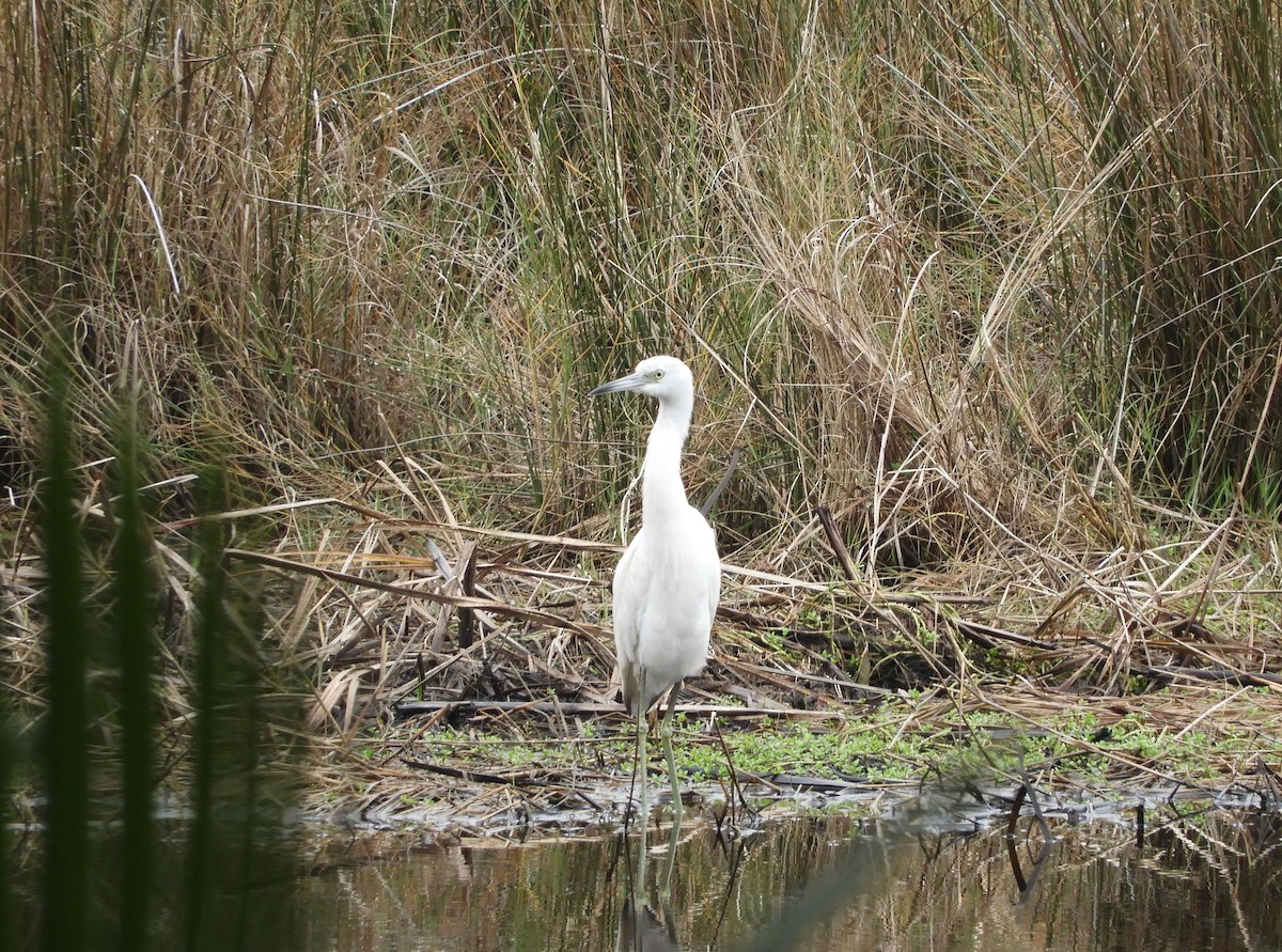 Little Blue Heron - ML132130441