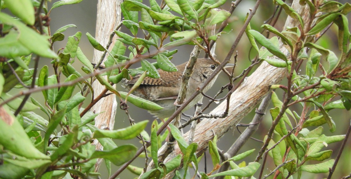 House Wren - ML132130511