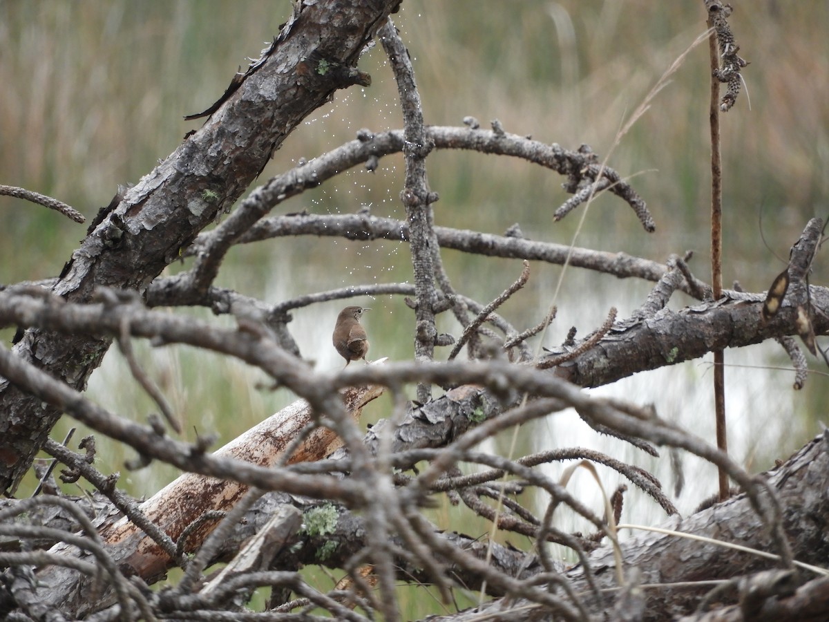 House Wren - ML132130531