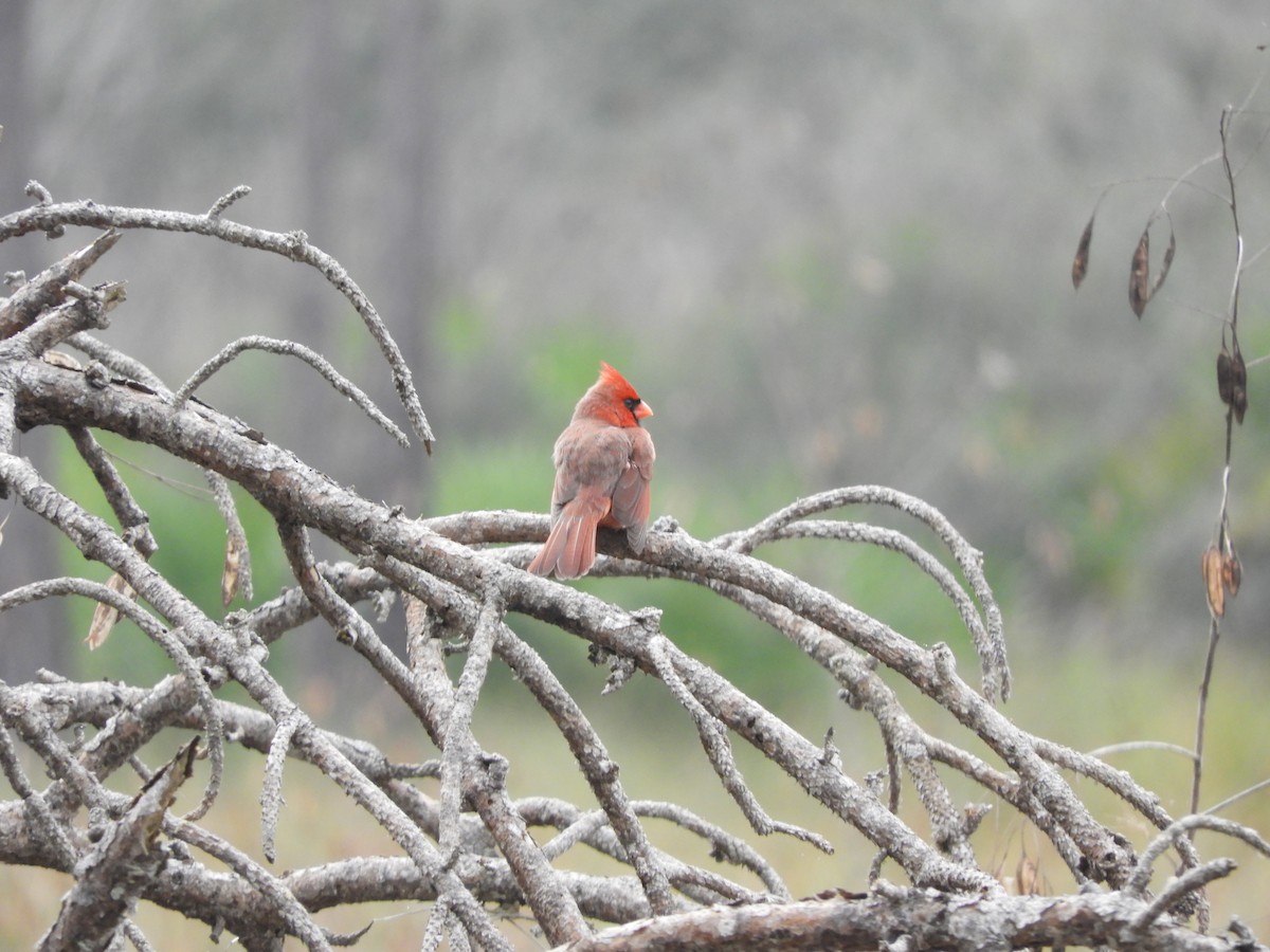 Northern Cardinal - ML132130621