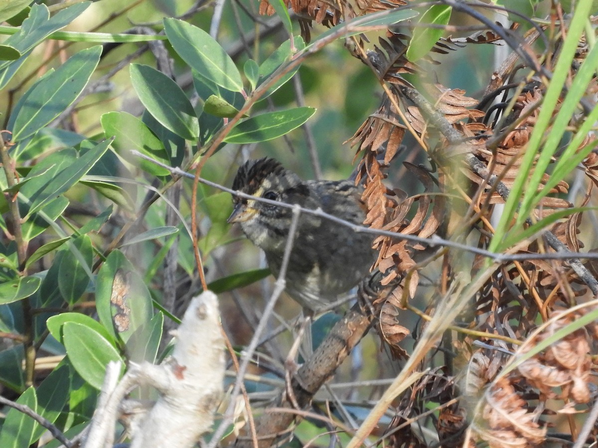 Swamp Sparrow - ML132130711