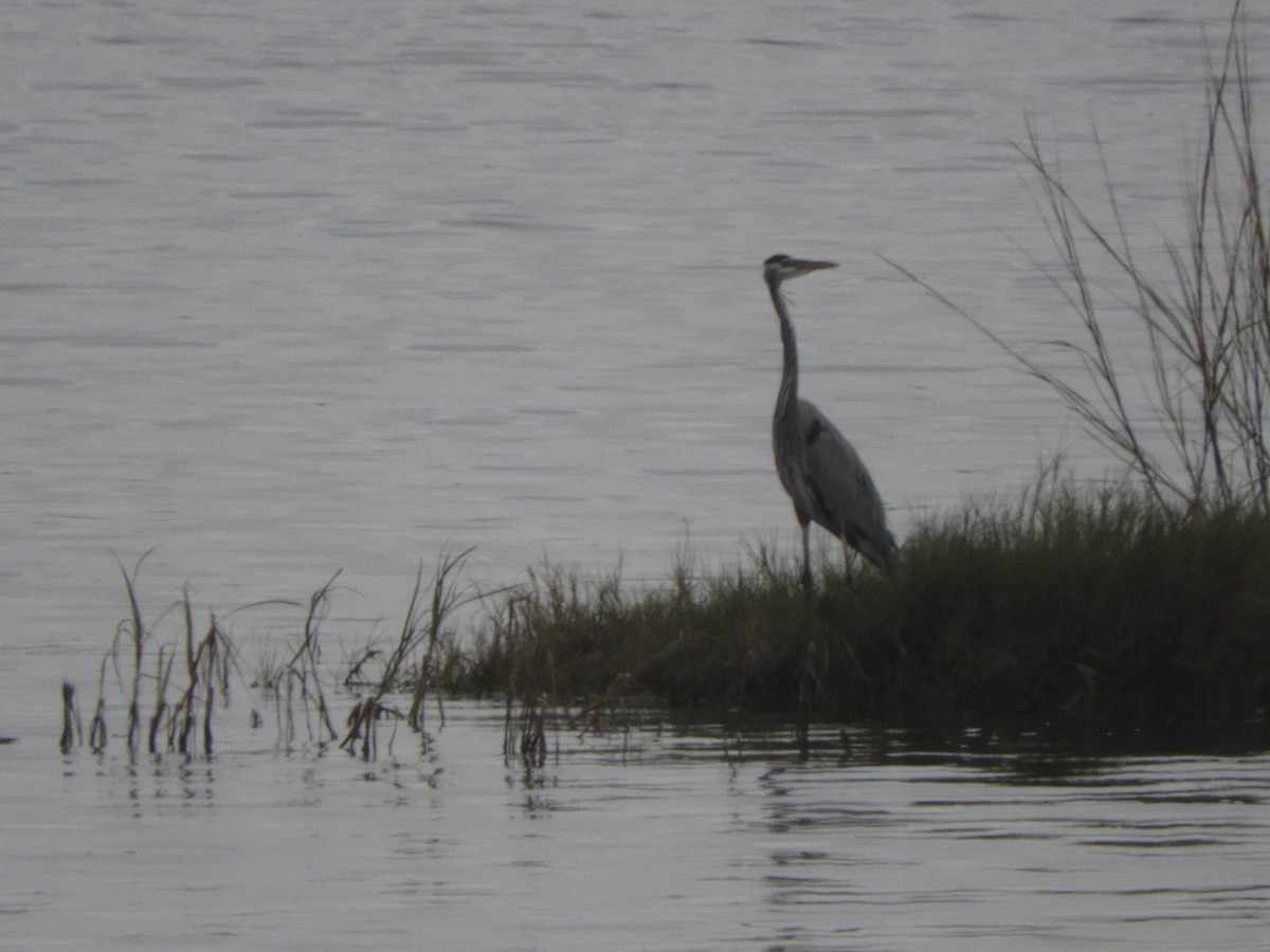 Garza Azulada - ML132131081