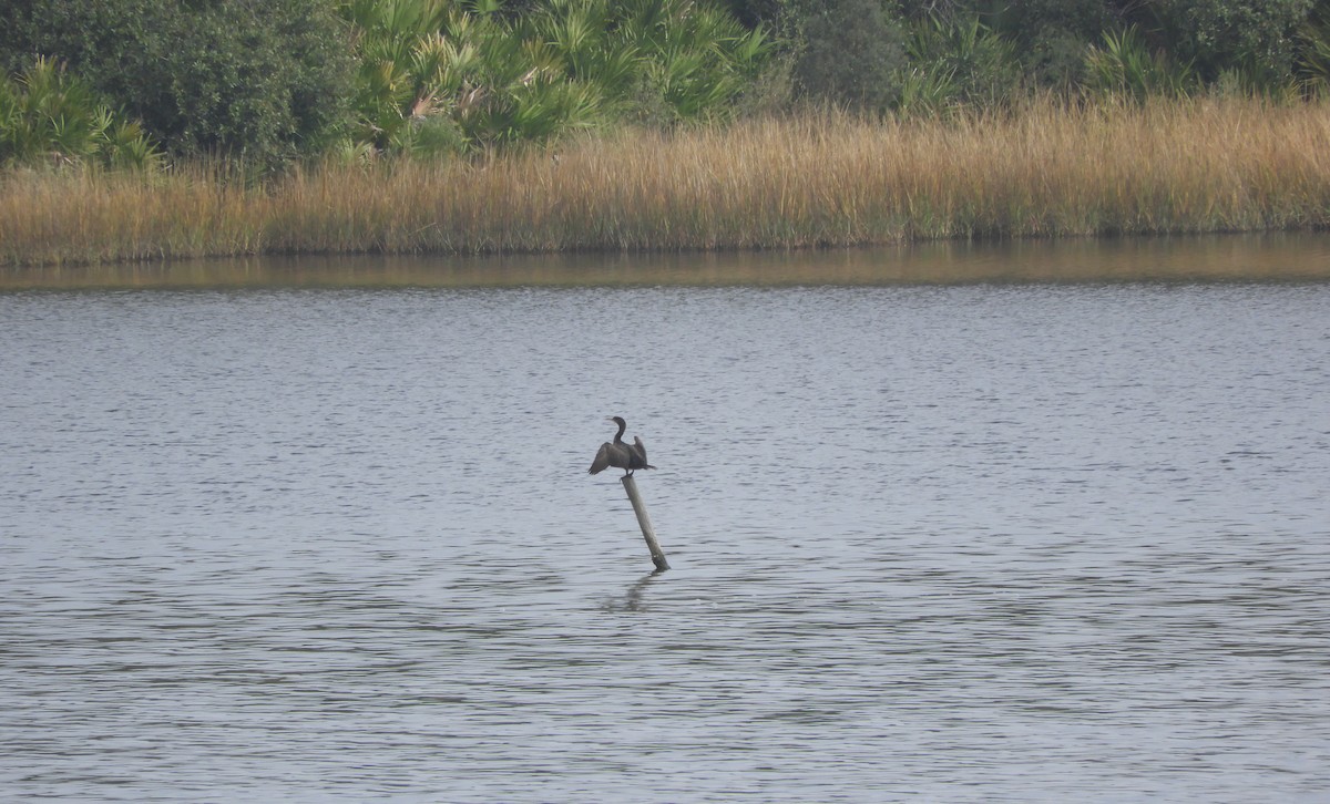 Amerika-Schlangenhalsvogel - ML132131131