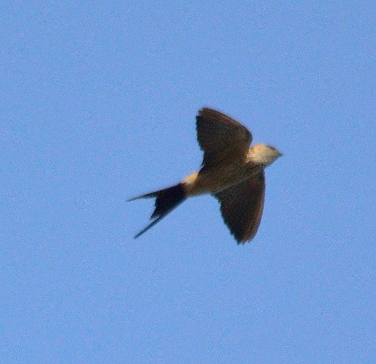 Red-rumped Swallow - ML132131141