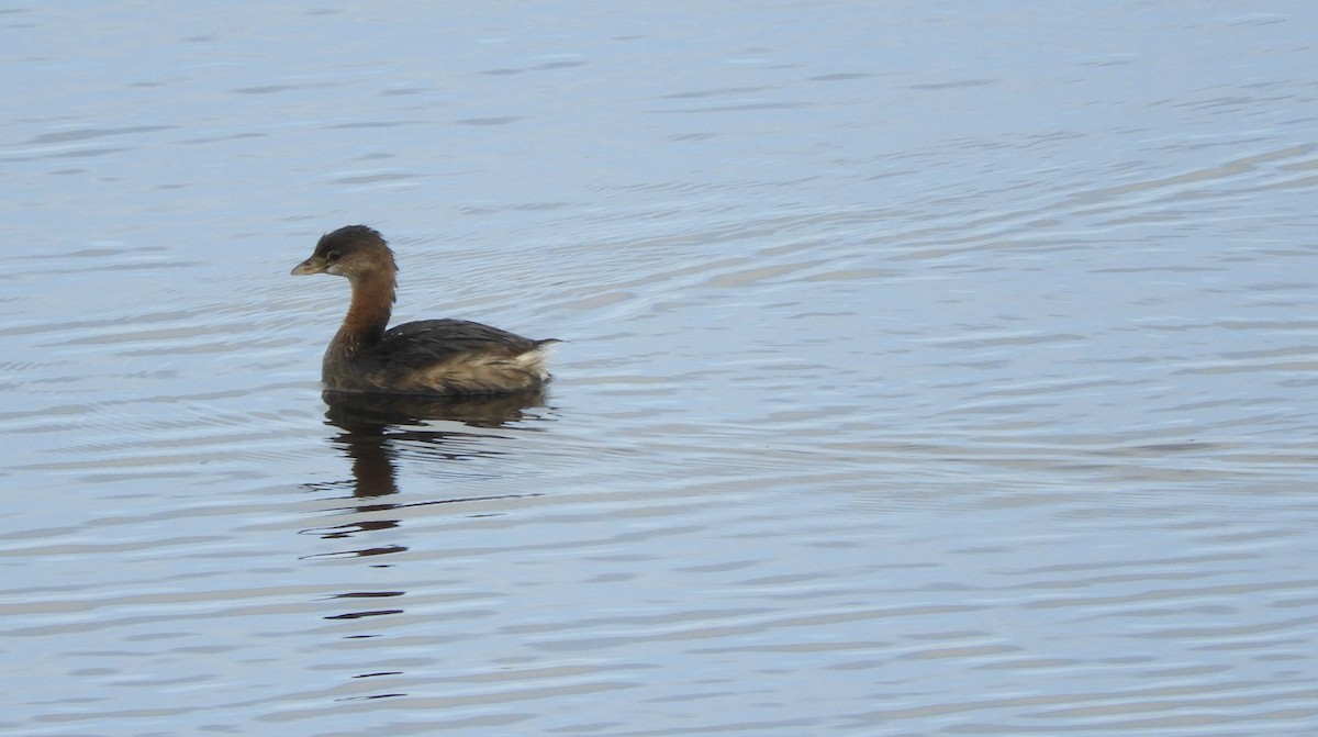 Pied-billed Grebe - ML132131171