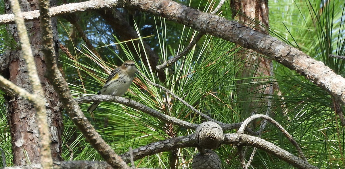 Yellow-rumped Warbler - ML132131301