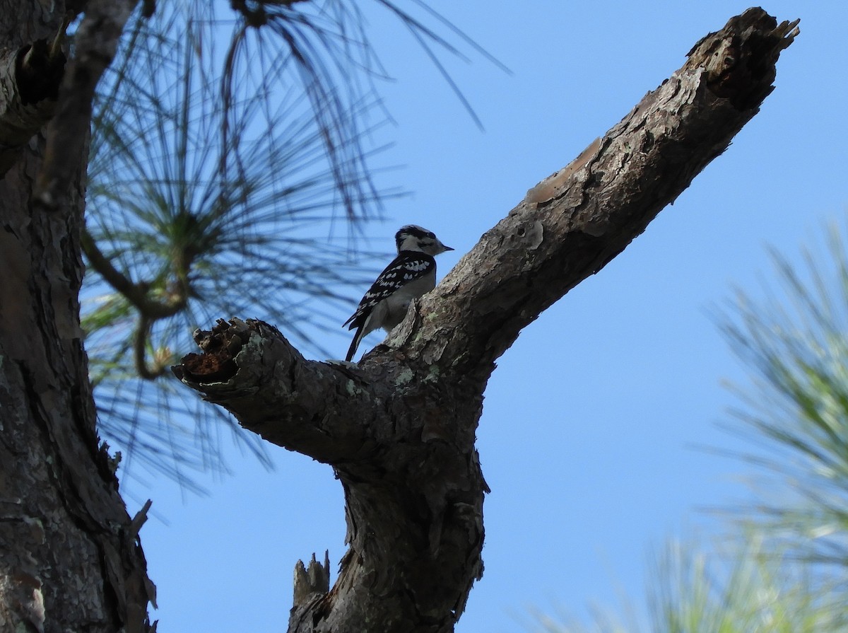 Downy Woodpecker - ML132131401