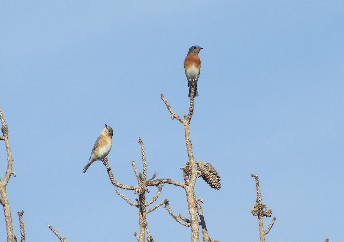 Eastern Bluebird - ML132131471