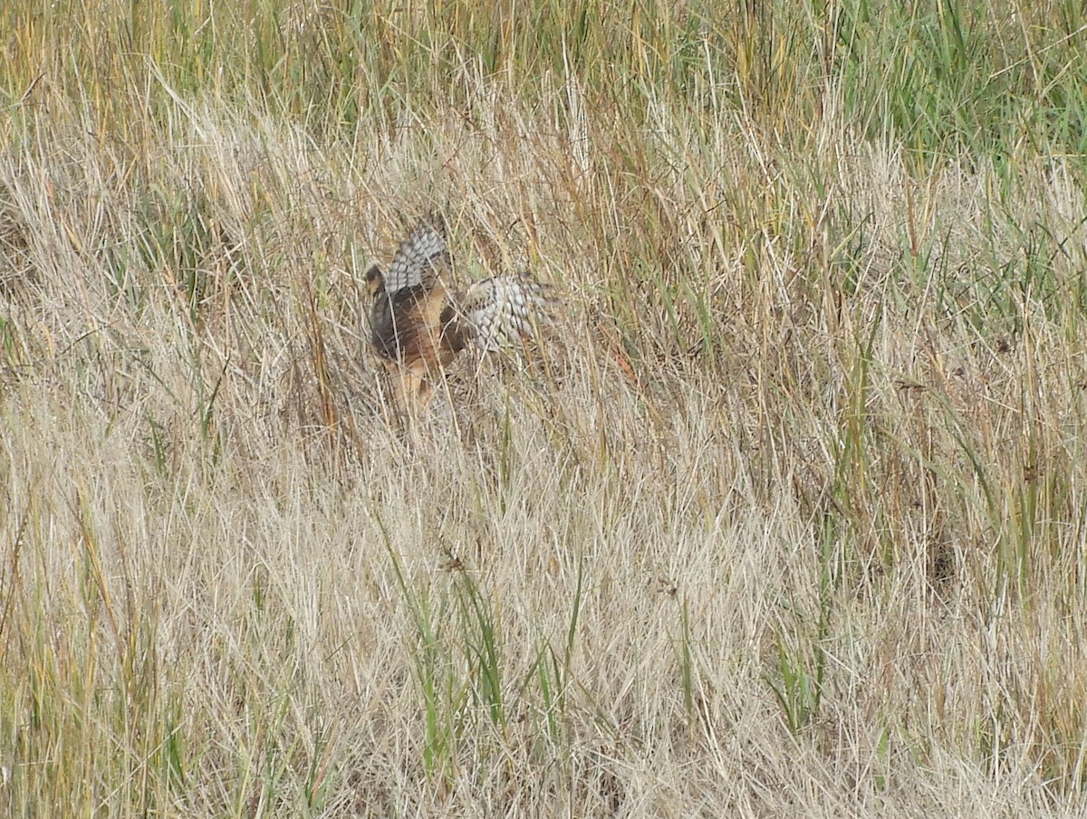 Northern Harrier - ML132131631