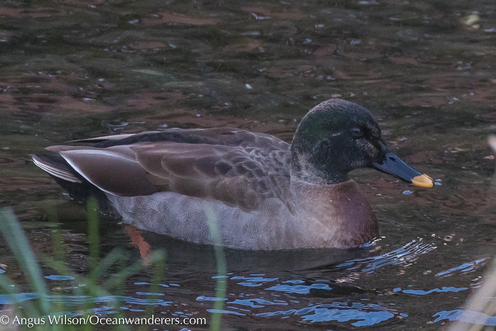 Eastern Spot-billed Duck x Mallard (hybrid) - Angus Wilson