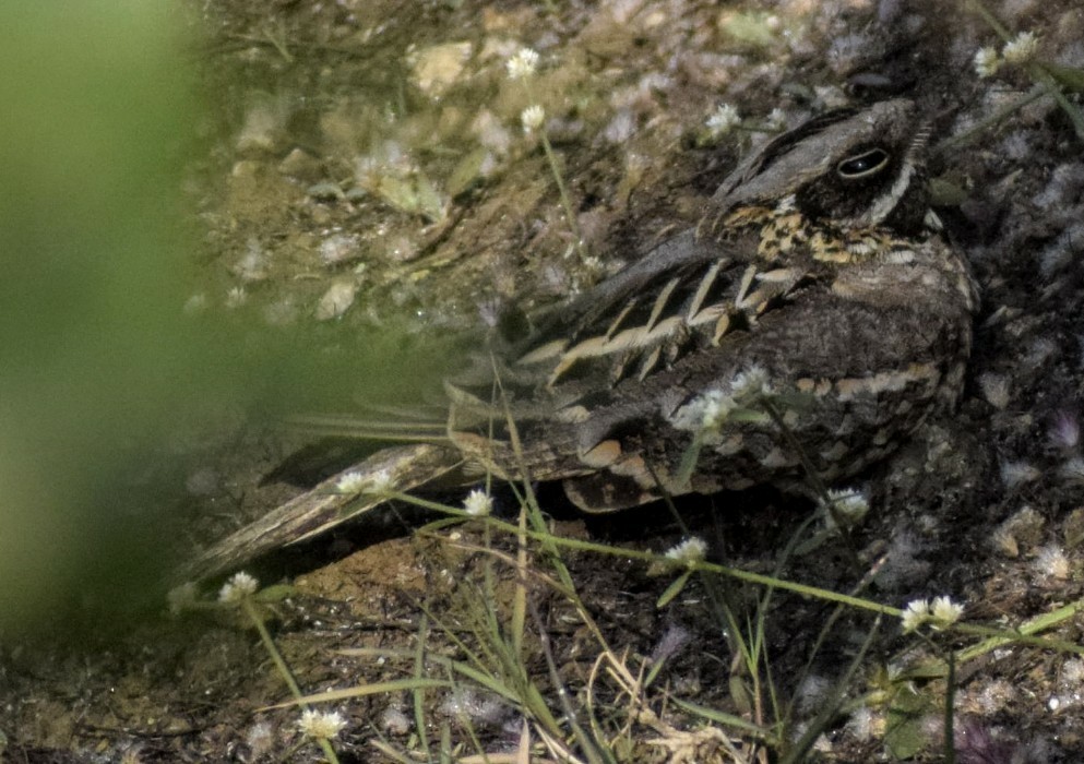 Indian Nightjar - ML132135071