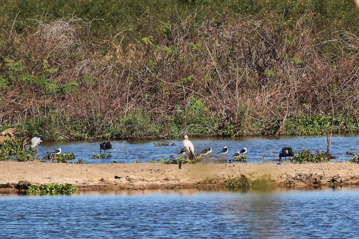 Black-winged Stilt - ML132139071