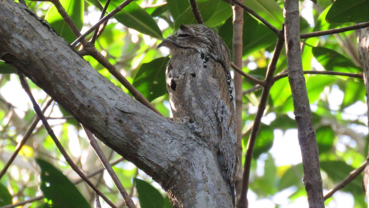 Northern Potoo - ML132139641