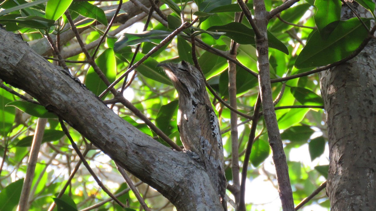 Northern Potoo - ML132139681