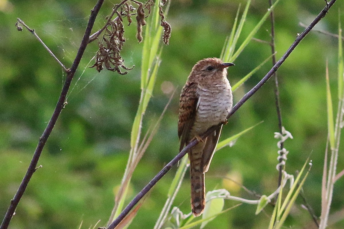 Plaintive Cuckoo - ML132140001