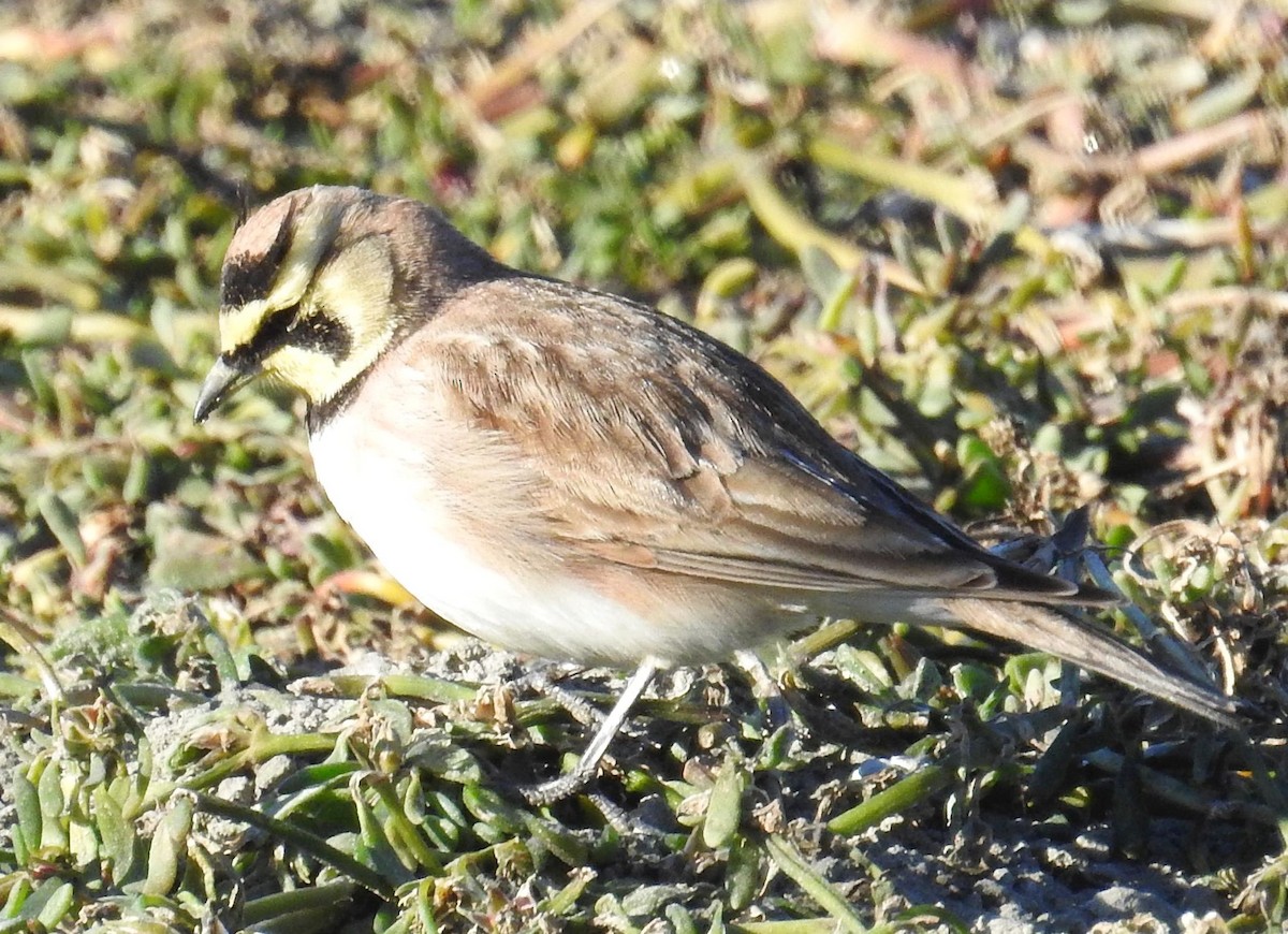 Horned Lark - ML132140201