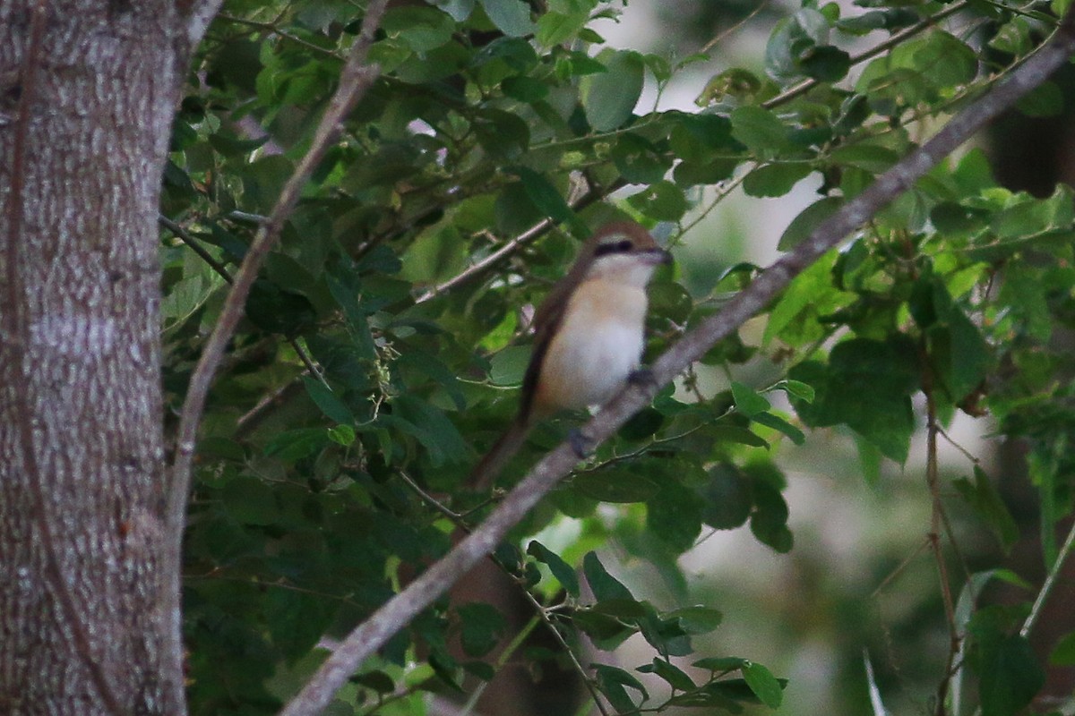 Brown Shrike - ML132140321