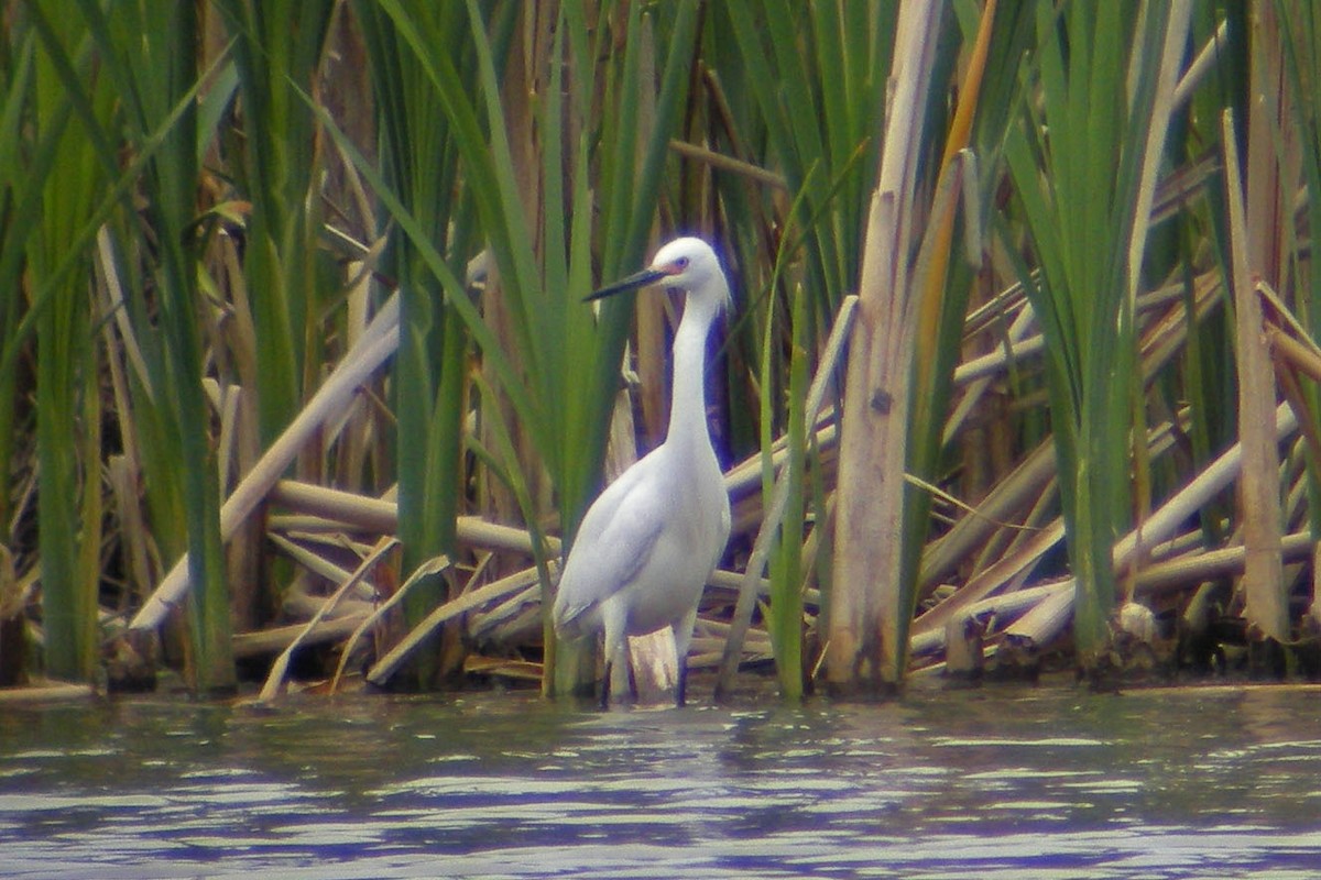 Snowy Egret - ML132142721