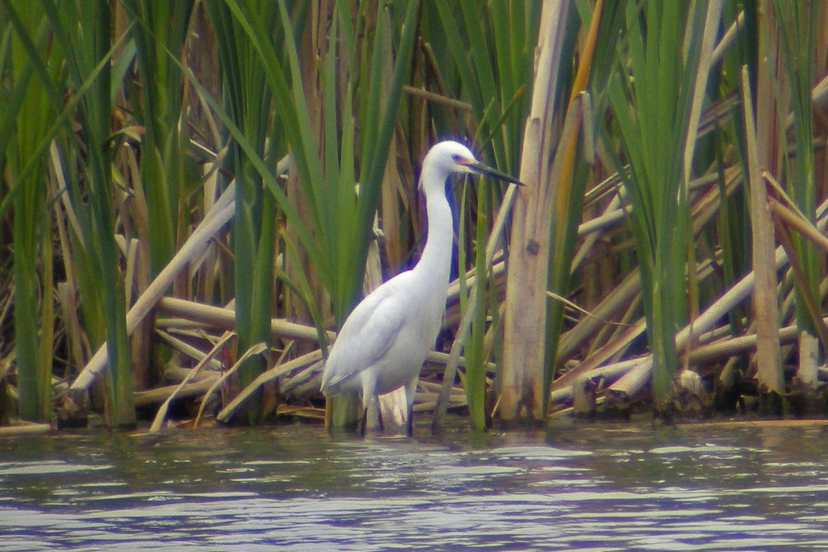 Snowy Egret - ML132142751