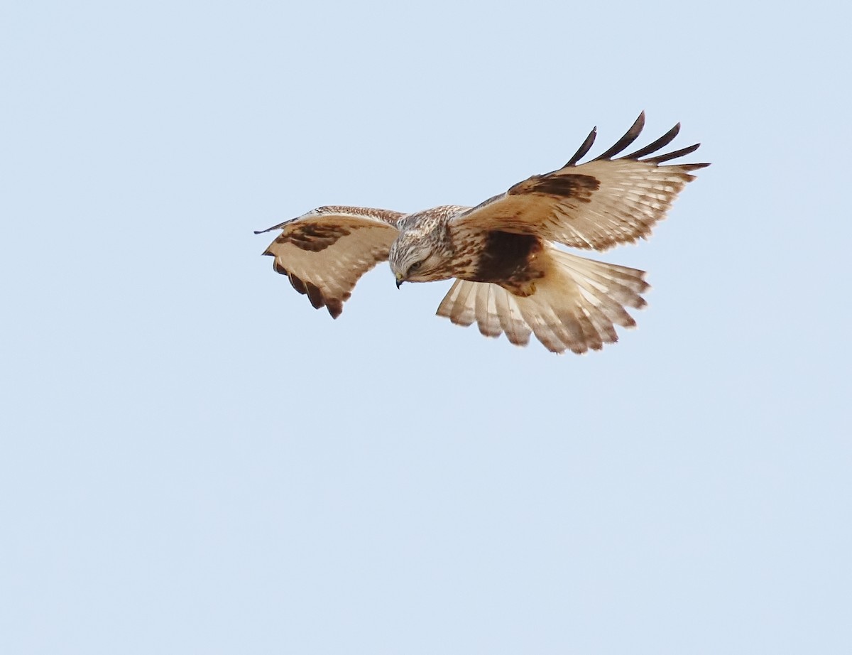 Rough-legged Hawk - ML132143591