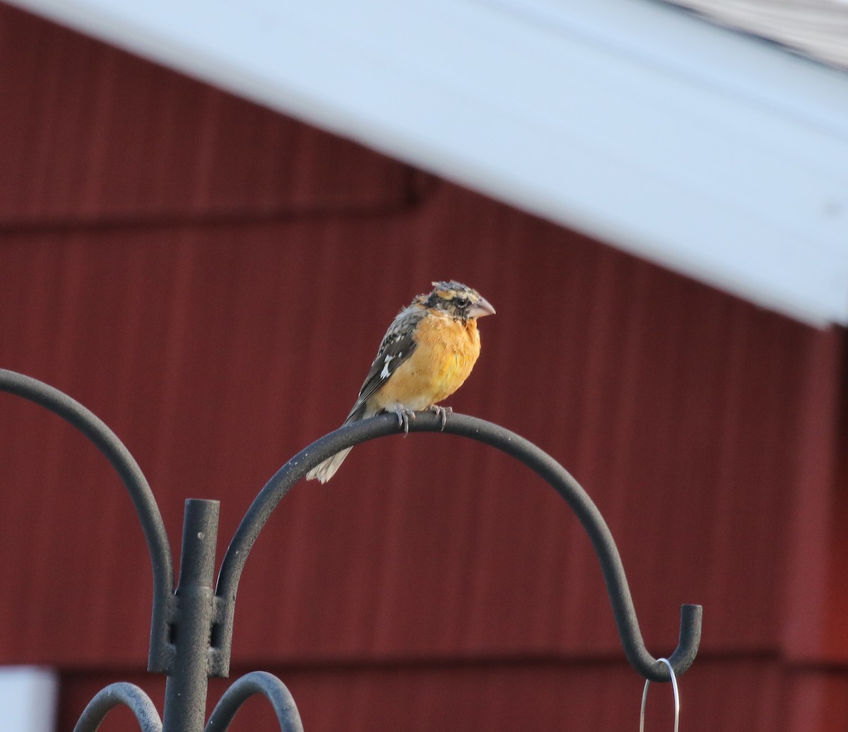 Black-headed Grosbeak - ML132144141