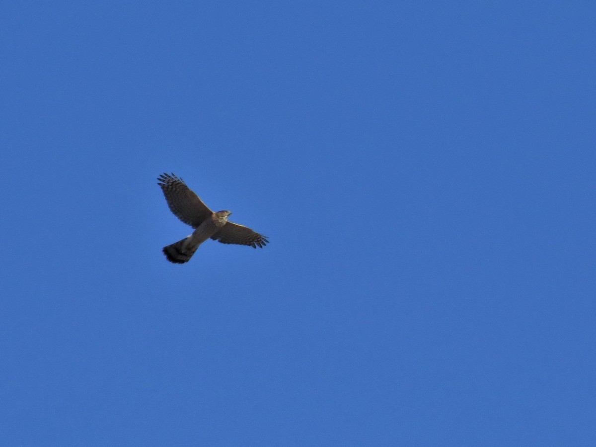 Cooper's Hawk - ML132145541