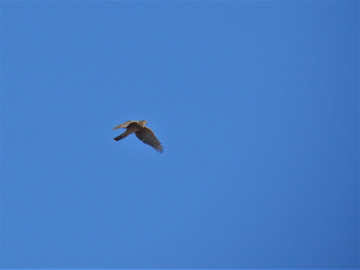 Cooper's Hawk - ML132145551