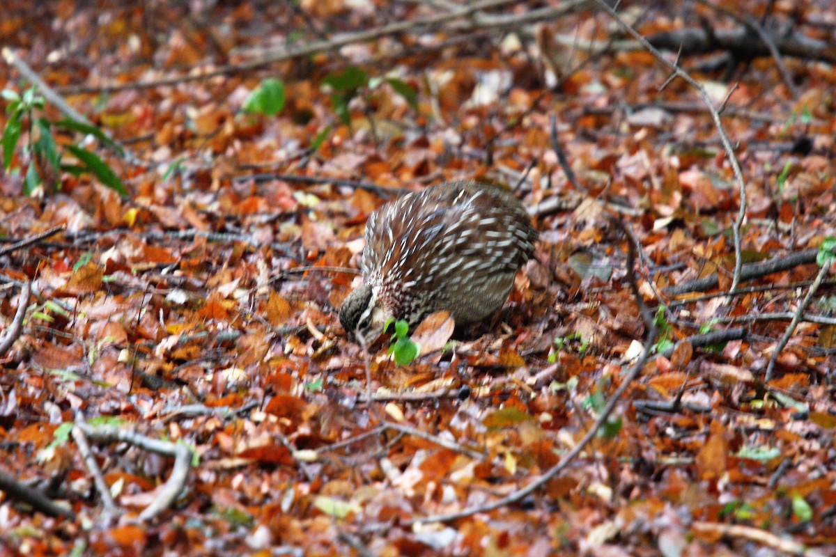 Crested Francolin - ML132146121