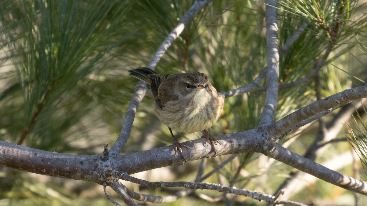 Palm Warbler (Western) - Erik Nielsen