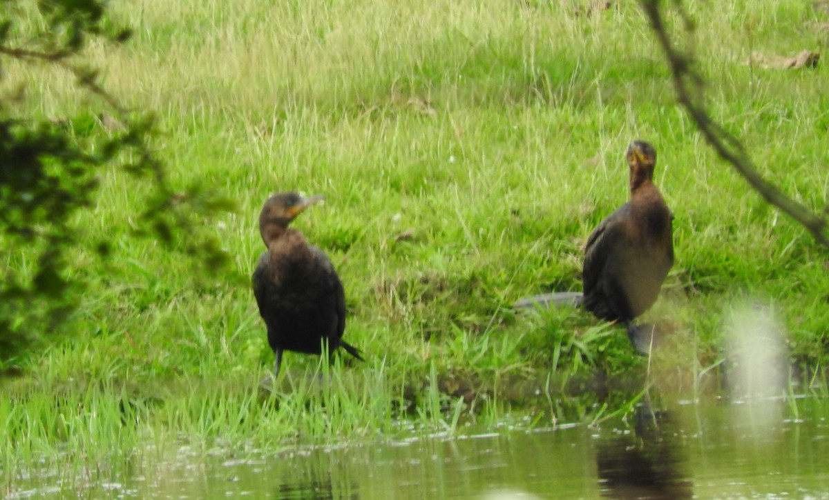 Neotropic Cormorant - ML132147781