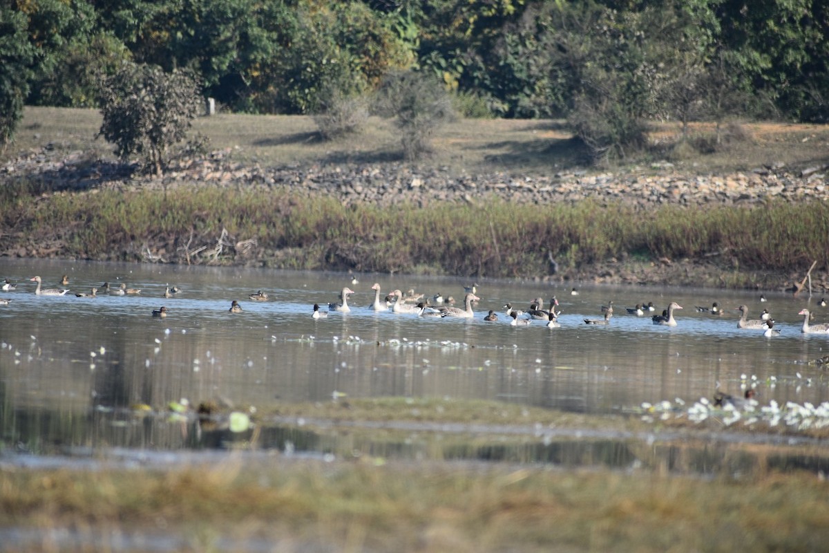 Graylag Goose - ML132147811