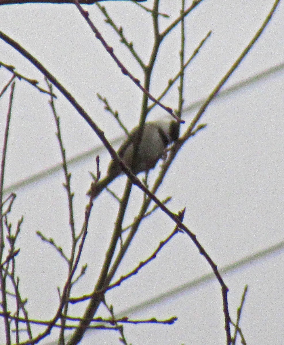 Carolina Chickadee - ML132147821