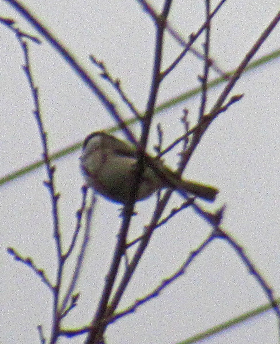 Carolina Chickadee - ML132147951