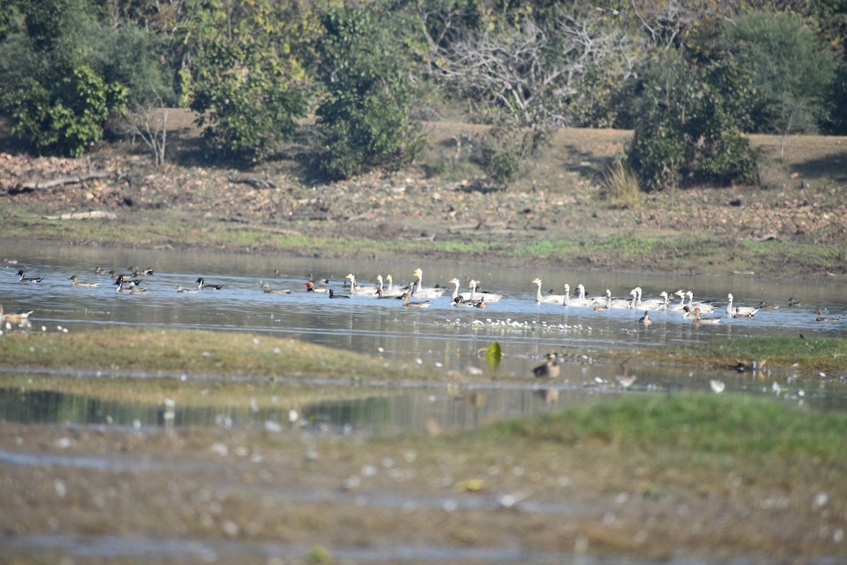 Bar-headed Goose - ML132147961