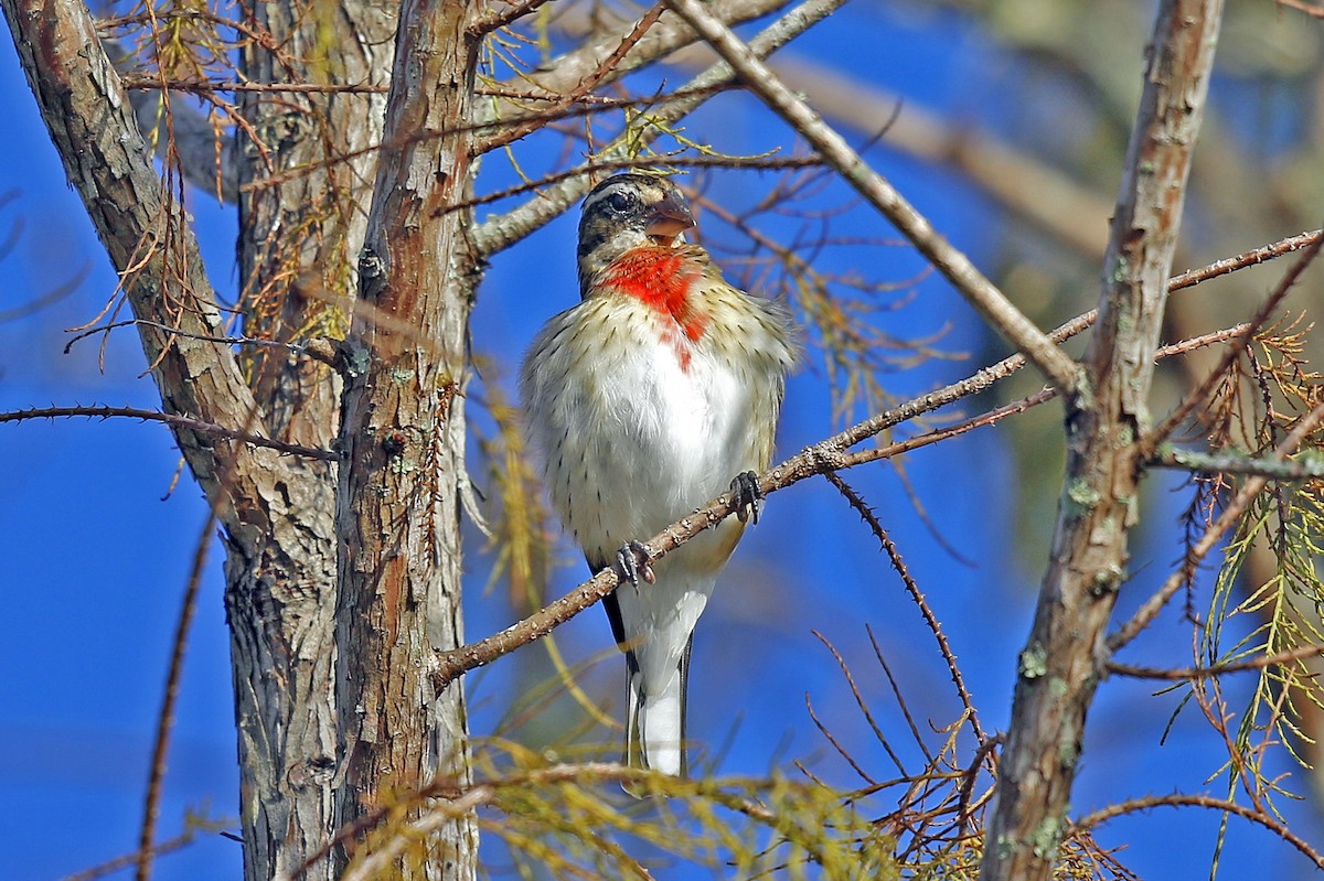 Cardinal à poitrine rose - ML132148321