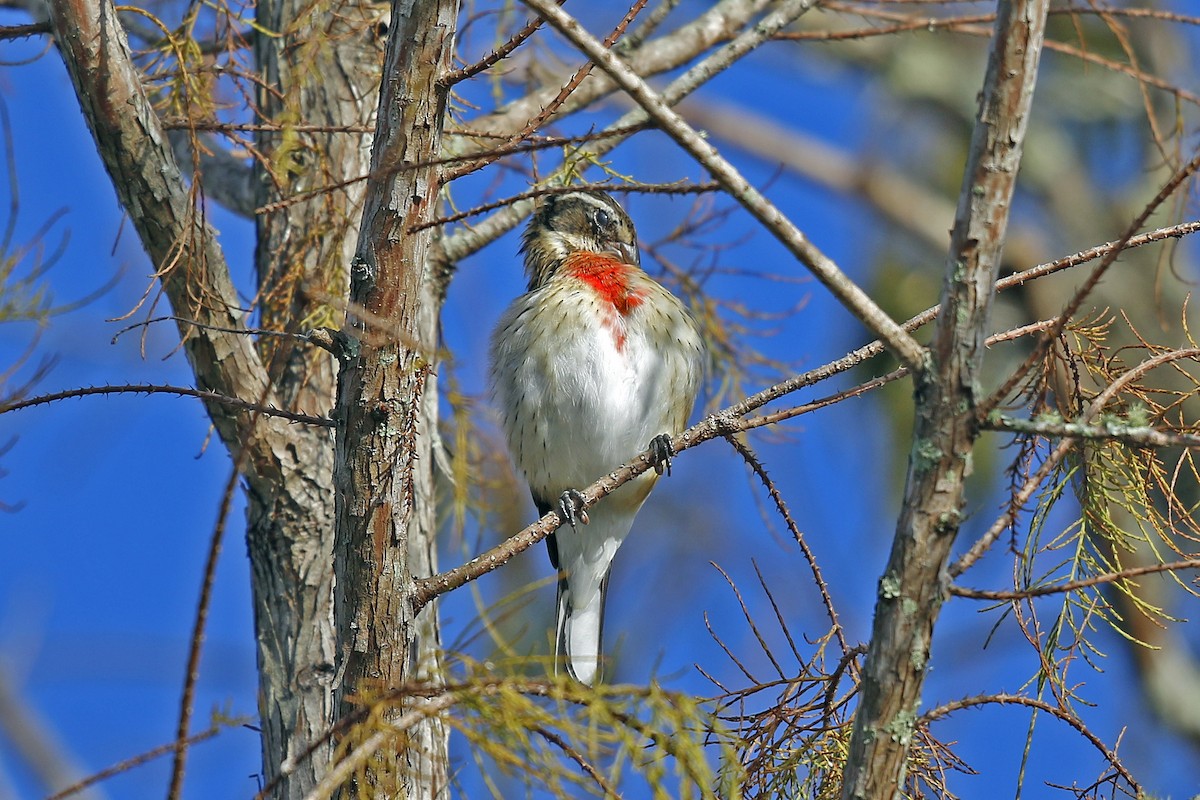 Cardinal à poitrine rose - ML132148331