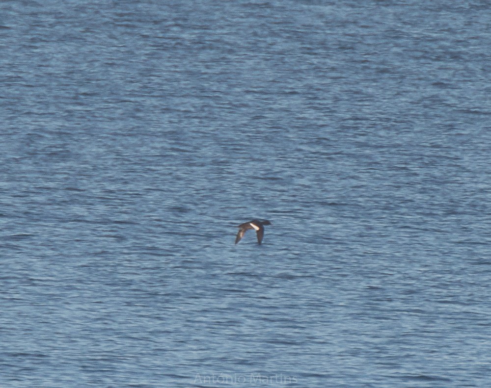 Velvet Scoter - António Martins