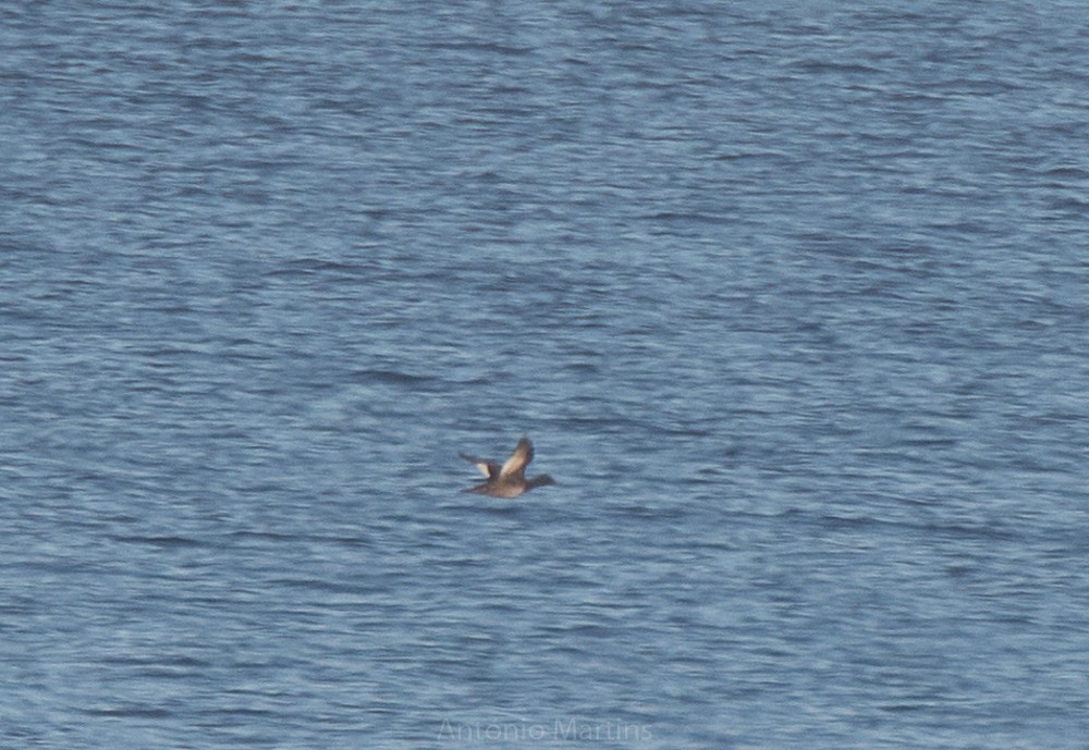 Velvet Scoter - ML132148891