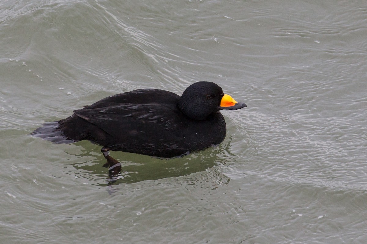 Black Scoter - David Disher