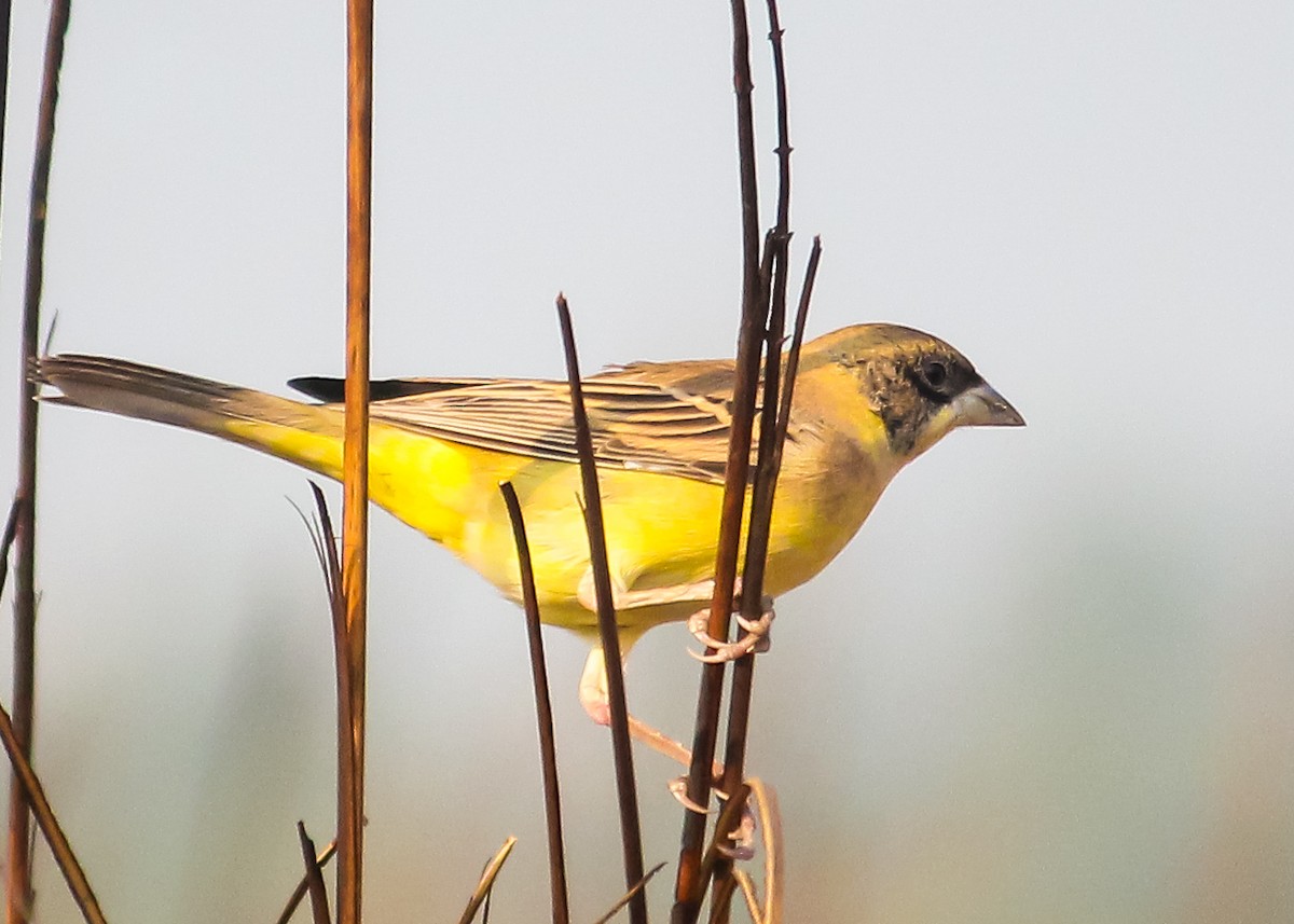 Black-headed Bunting - ML132150571