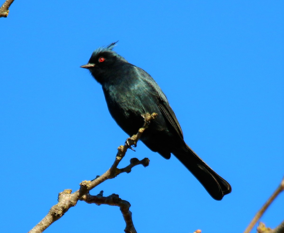 Phainopepla - ML132150951