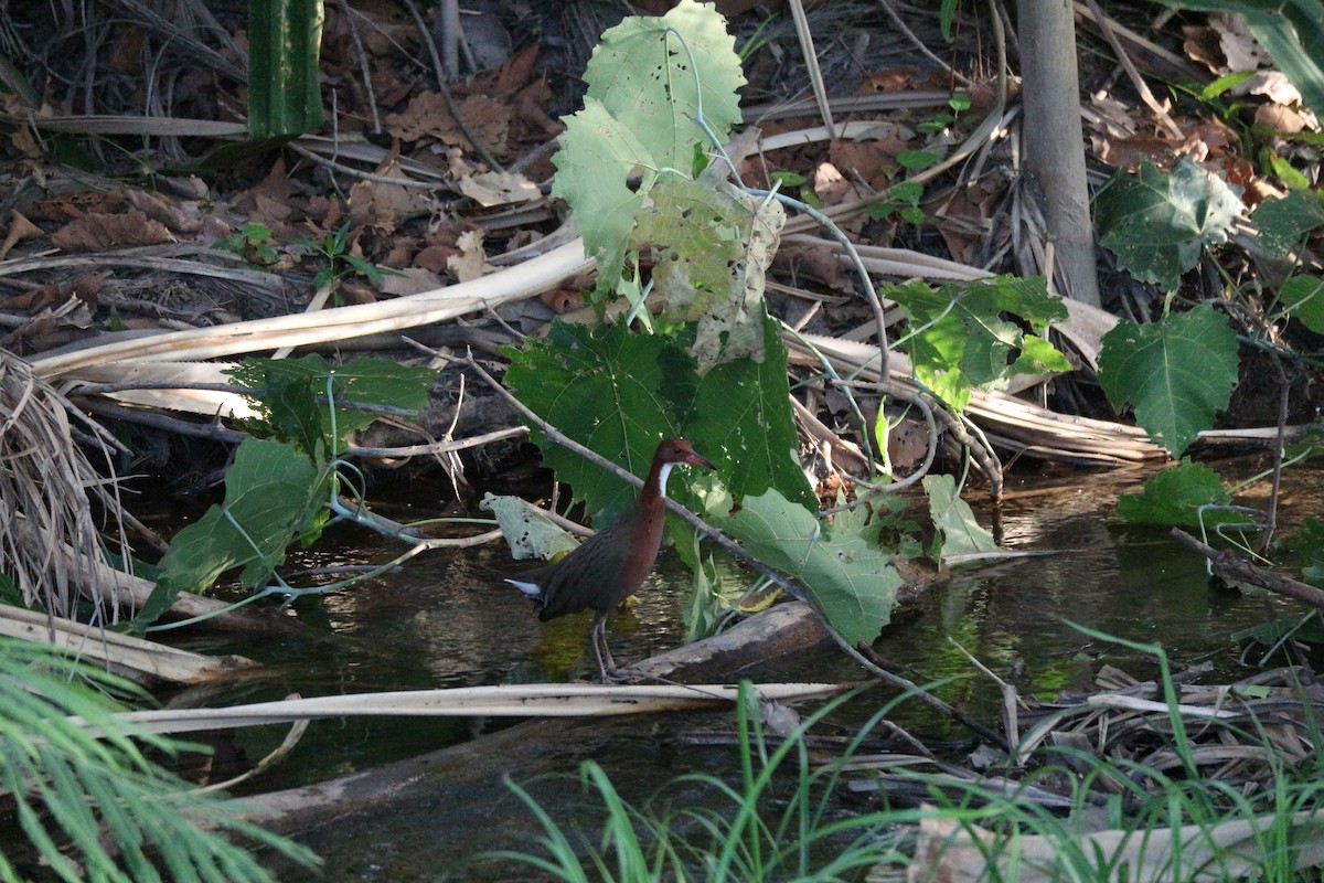 White-throated Rail - ML132151171