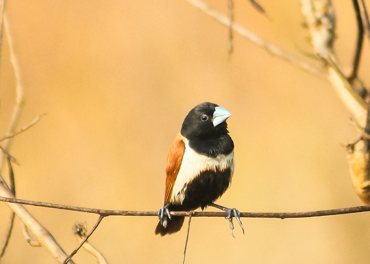 Tricolored Munia - ML132151761