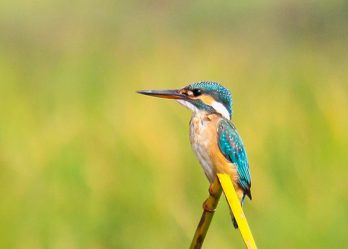 Common Kingfisher - Samim Akhter