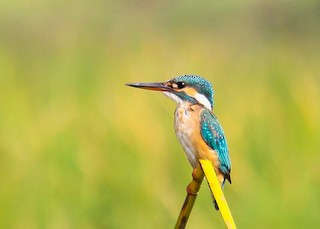 Common Kingfisher