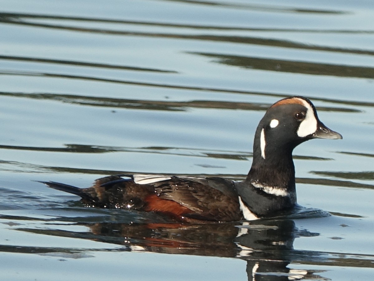 Harlequin Duck - Lisa Hug