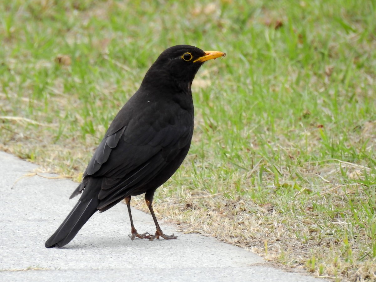 Chinese Blackbird - Frederic  Liu