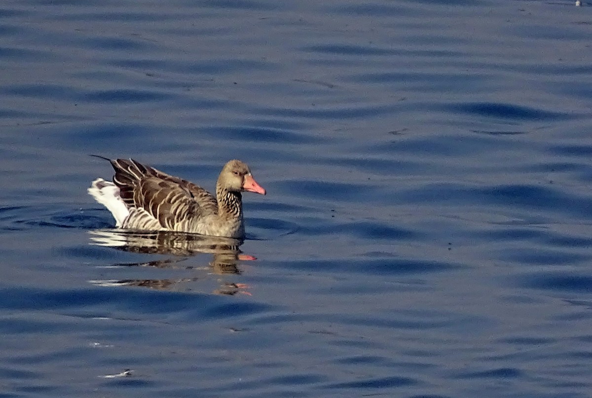 Graylag Goose - Dhrubojyoti Sen