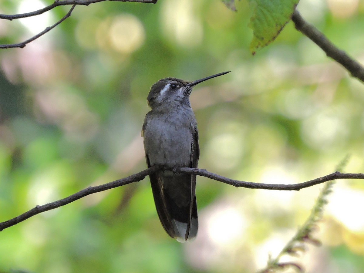 Blue-throated Mountain-gem - pierre geoffray